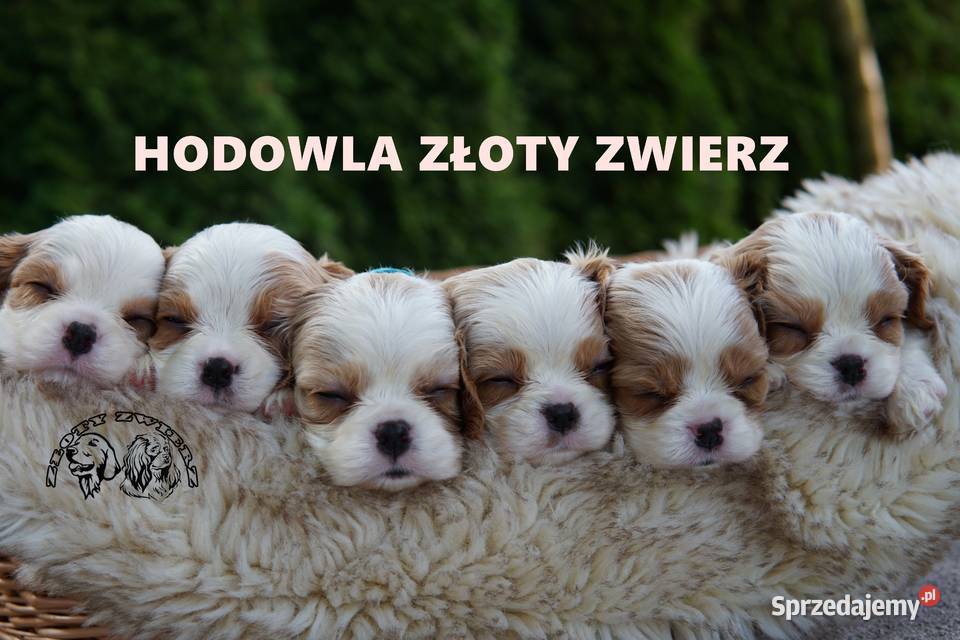 Szczenięta Cavalier King Charles Spaniel podkarpackie Rzeszów