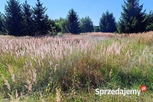 Działka budowlana Dolice powiat stargardzki 945 budowlana