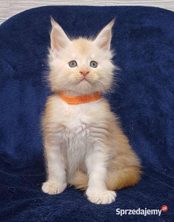 Maine Coon kocurek rodowód Fpl Koty