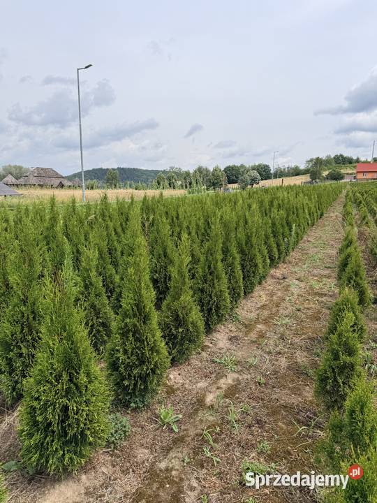 Tuja szmaragd Bircza