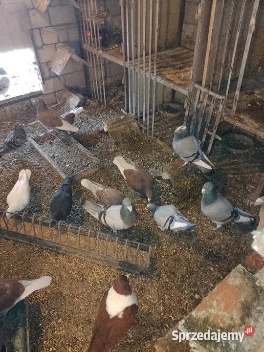 Gołębie staropolskie śląskie Dąbrowa Górnicza