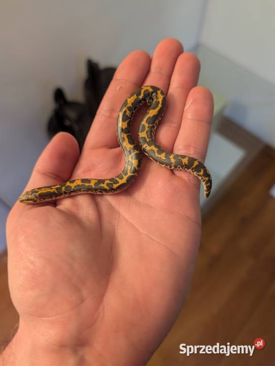 Boa piaskowy piękna samiczka Gady i płazy Olsztyn