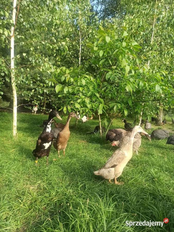 Jaja lęgowe biegusa biegus indyjski Krasnystaw