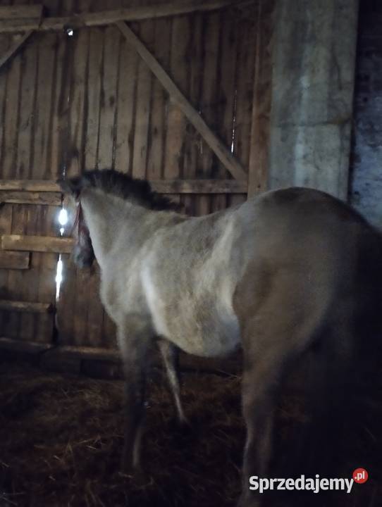 Konik polski Konie Winowno