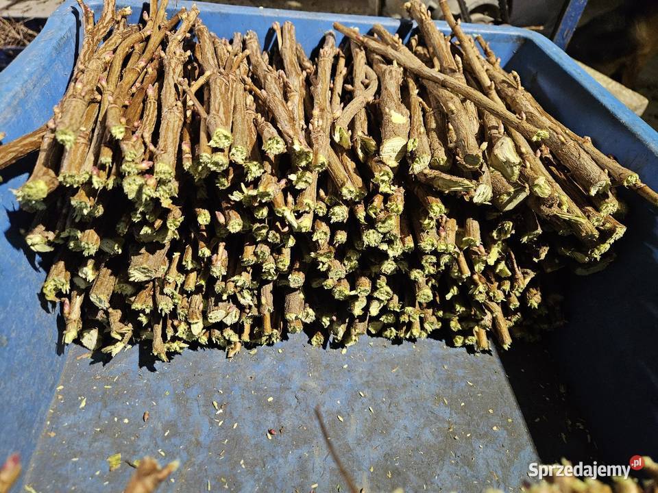 Sztobry patyki czarnej porzeczki Siedlce sprzedam