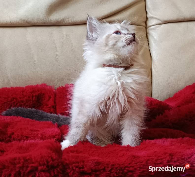 Koty Syberyjskie Neva Masquerade MALIBU Syberyjski