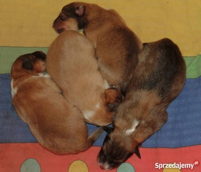 Owczarki szetlandzkie Sheltie Kraków