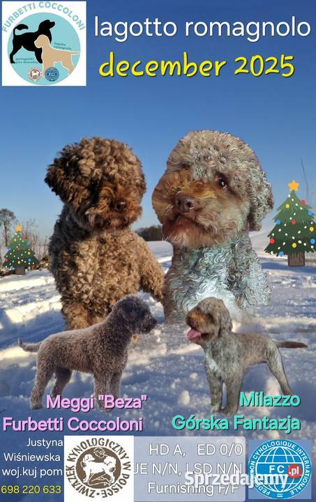 Lagotto romagnolo suczki i piesek metryka zkwp Sierpc