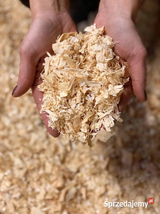 Trociny wióry trot Koza-Gotówka