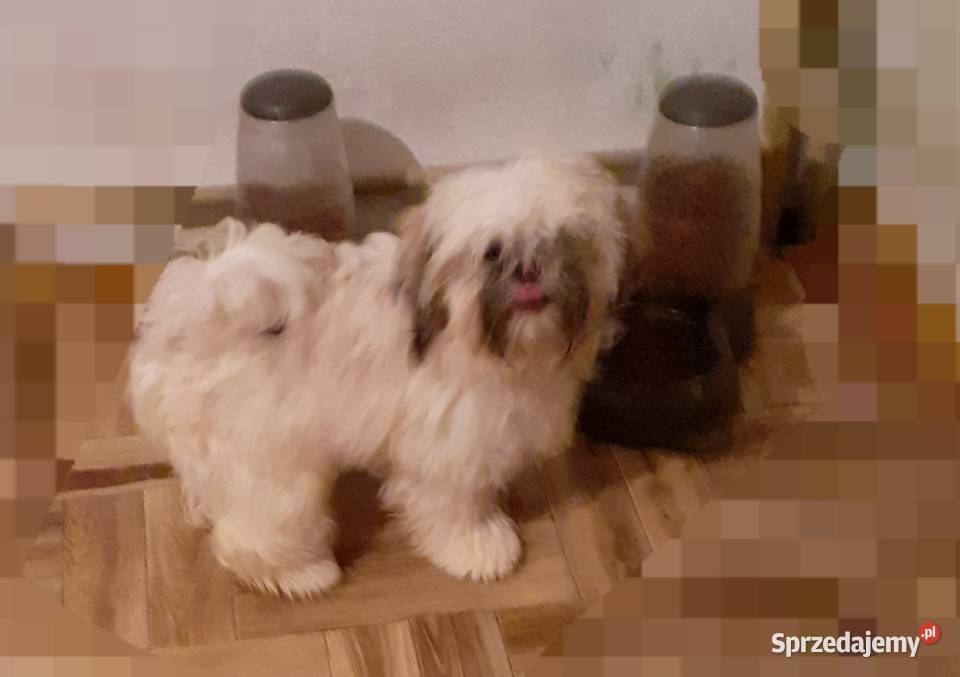 Lhasa apso kuzyn shih tzu Rydułtowy