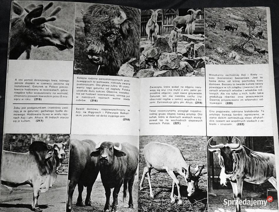 Zwierzęta z rodowodem Zuzanna Stromenger Chełm sprzedam