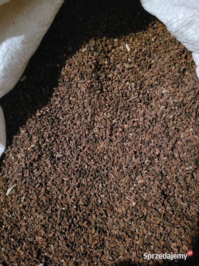 Facelia centrali łódzkie Szadek