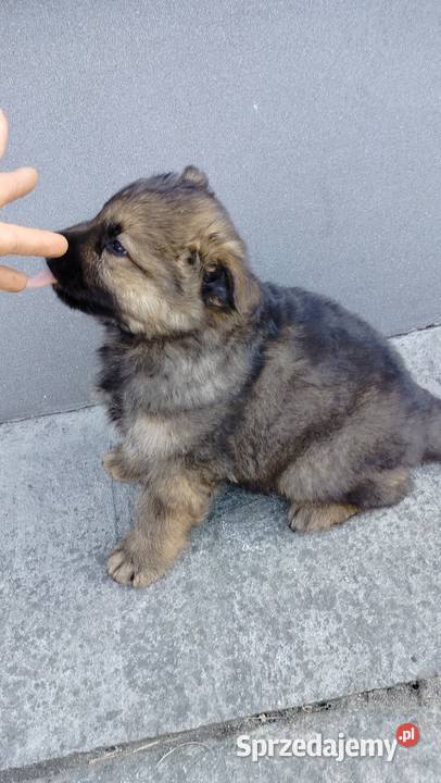 Owczarek niemiecki Krajewice sprzedam