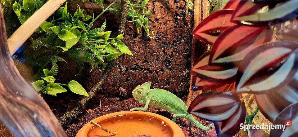 Kameleon jemeński samiec mazowieckie Wołomin sprzedam
