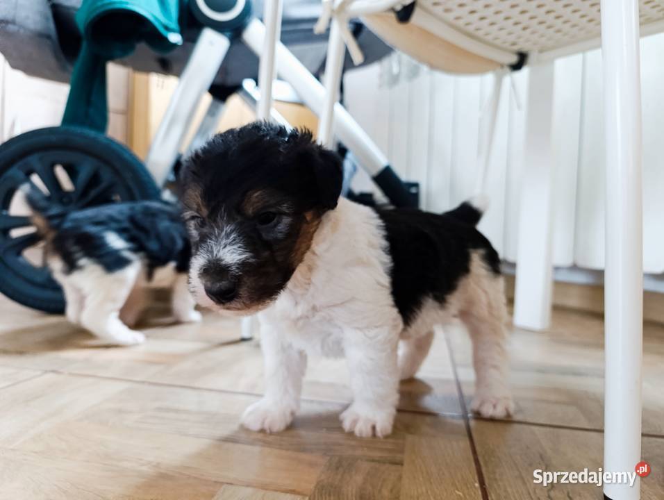 Foksterier tricolor szorstkowłosy Pozostałe Sokołów Podlaski
