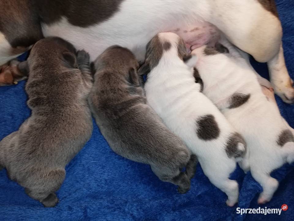 buldog francuski niebieskie i białoniebieskie Borzęcin