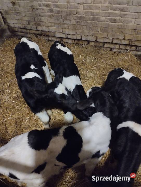 Sprzedam cielaki Jabłoń