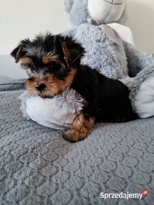 Dziewczyna Yorkshire Terrier z Chipem Wyprawka Częstochowa