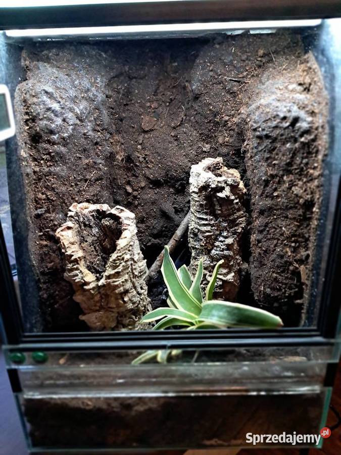 Sprzedam używane terrarium stan db jedno małe Sandomierz