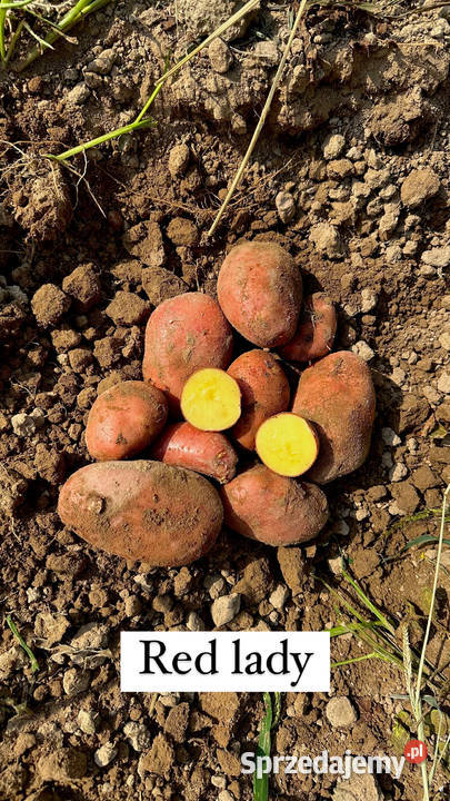 Ziemniaki Queen Anny Corinna Vineta Red Lady Produkcja Olsztyn sprzedam