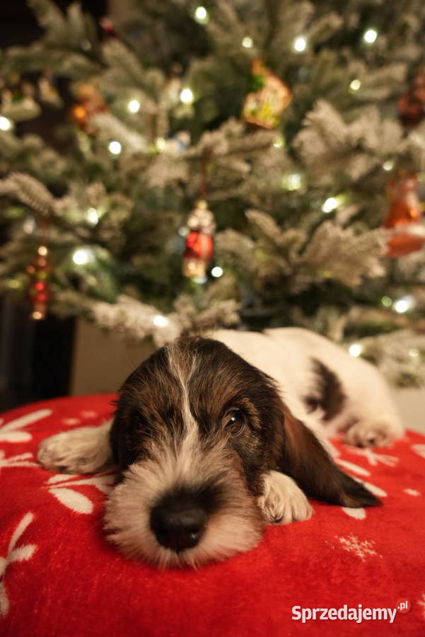 PBGV szczeniak petit basset griffon vendeen ZKWP Pozostałe