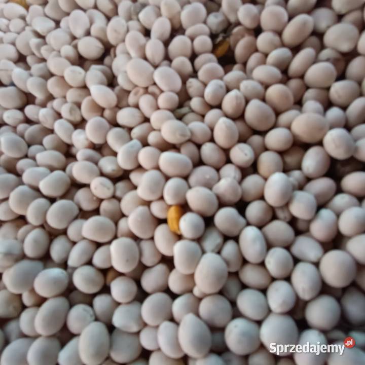 Łubin wąskolistny gorzki dolnośląskie Stęszów