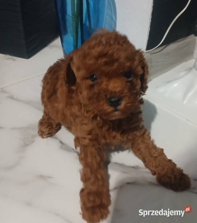 Pudel Miniatura Red samica Lutoryż