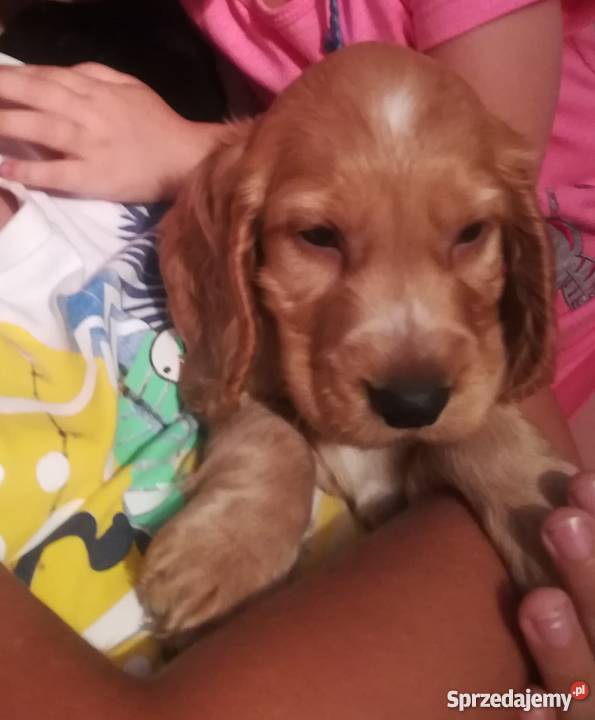 Śliczny szczeniak Cocker Spaniel śląskie Sosnowiec