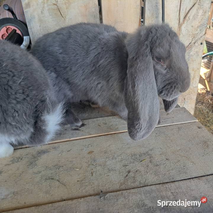 Sprzedam króliki rasowe hodowlane tuszki Dubiecko sprzedam