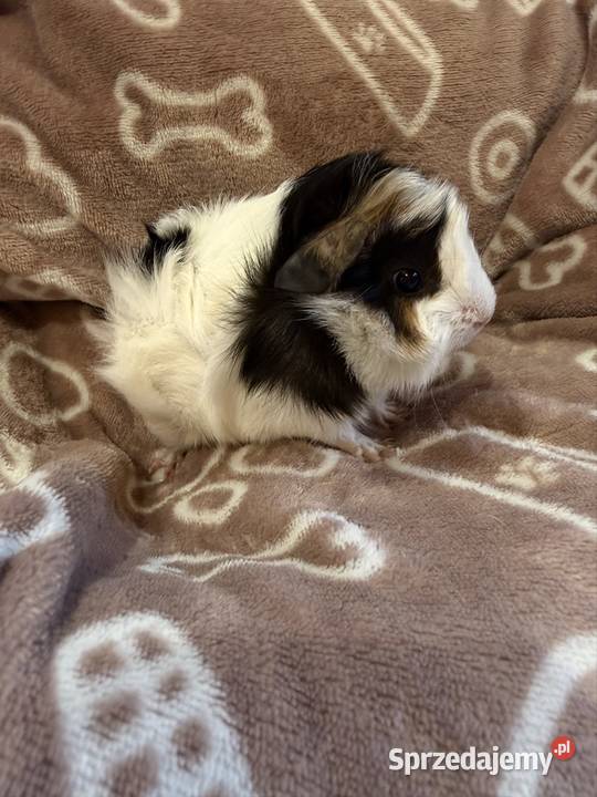 świnka morska cavia domowa SAMIEC małopolskie Koszyce Wielkie