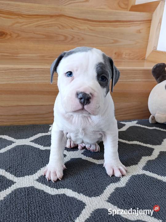 Amstaff błękitne szczenięta mazowieckie Płock