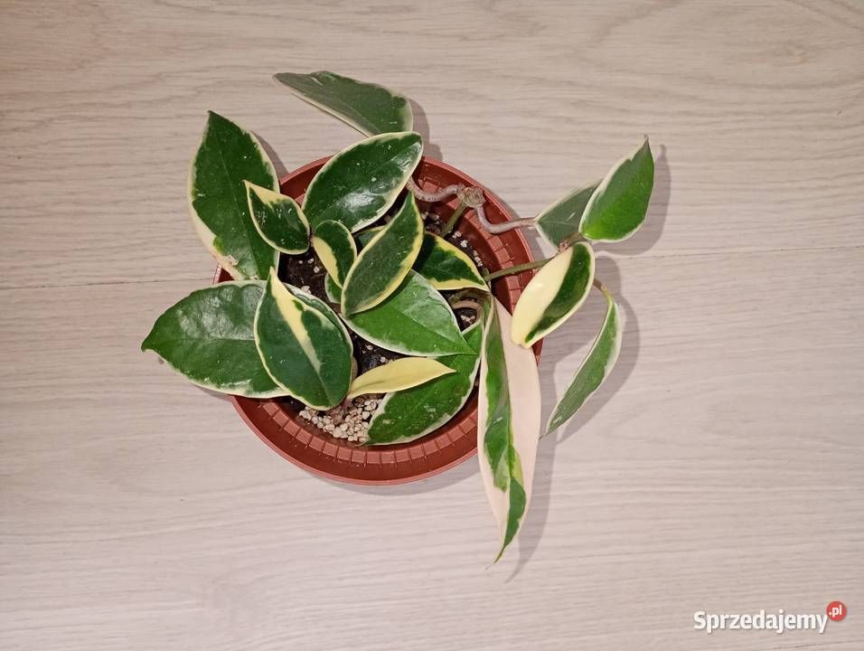 Hoya Carnosa Krimson Queen Częstochowa