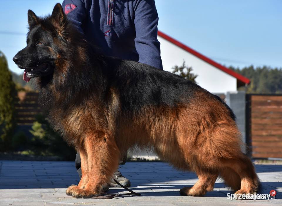 Owczarek niemiecki długowłosy ZKwP FCI Rudziska
