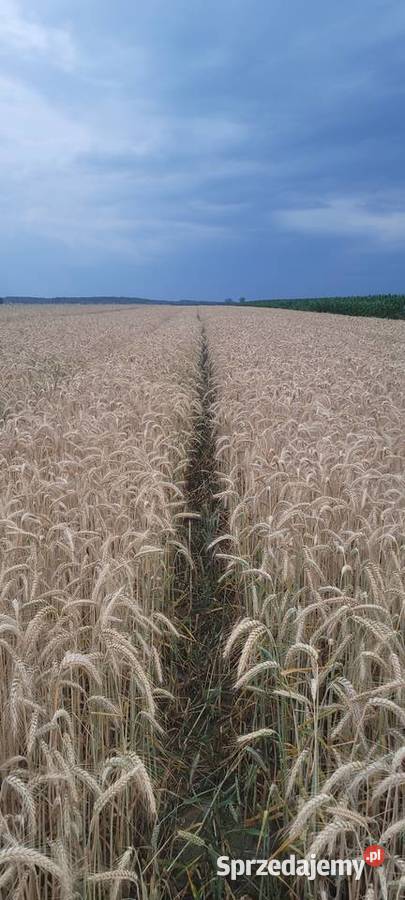 Pszenzyto tadeus meloman Pułtusk