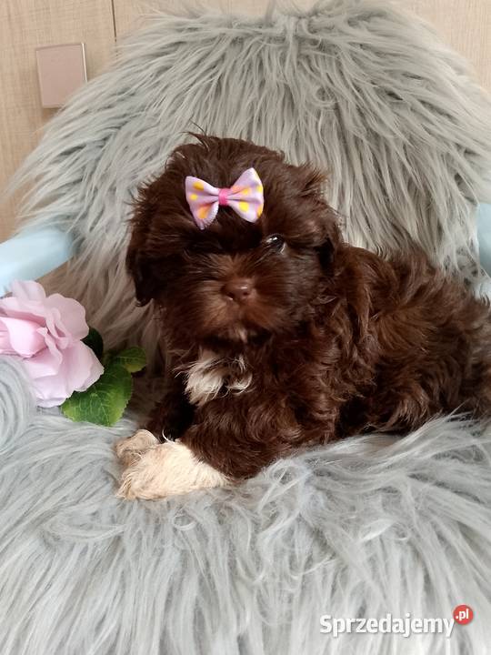 Czekoladowa suczka rasy ShihTzu opolskie