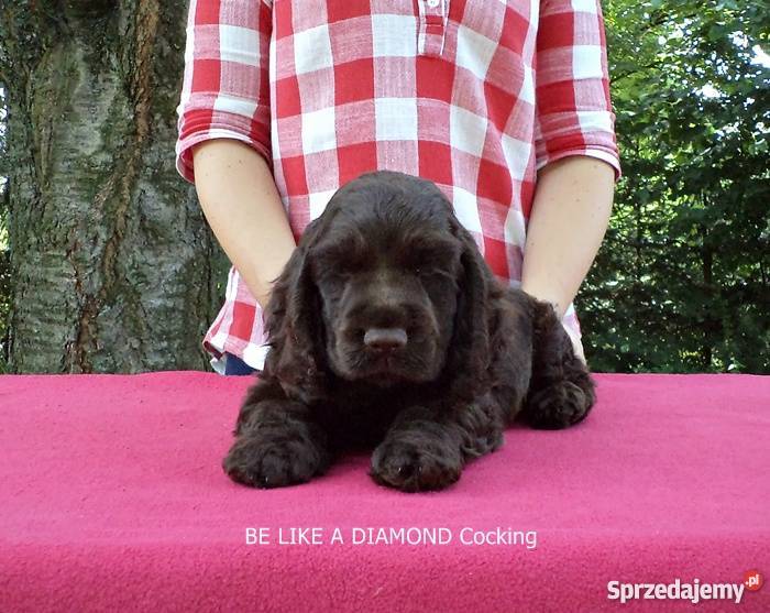 Cocker Spaniel Agielski rodowodowy piesek Radomsko sprzedam