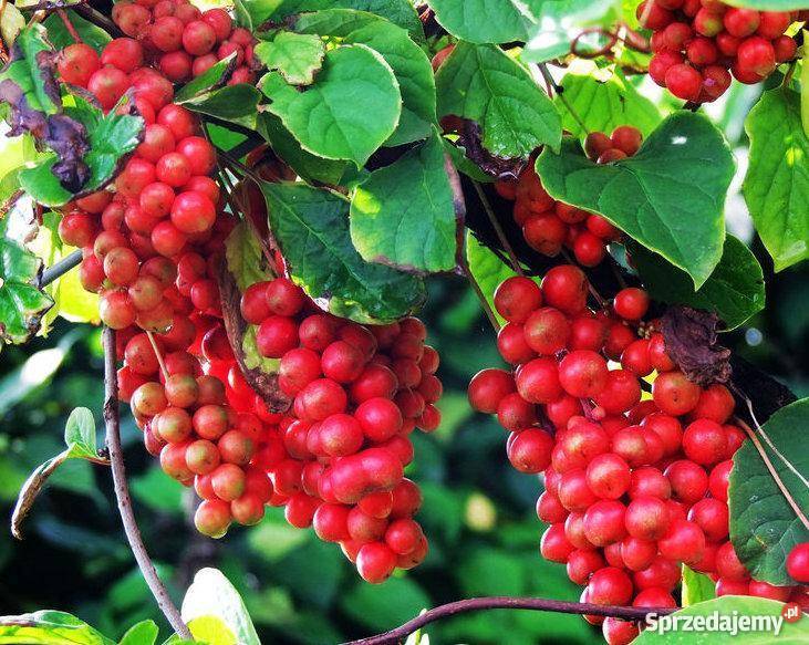 HIT Cytryniec chiński u Nas Rośliny wielkopolskie Poznań