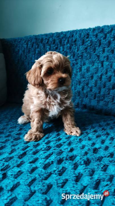 Suczka Maltipoo kujawsko-pomorskie Brzozie