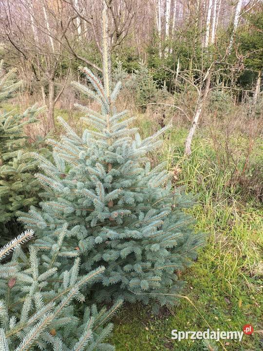 Choinki świąteczne świerk srebrny lubelskie