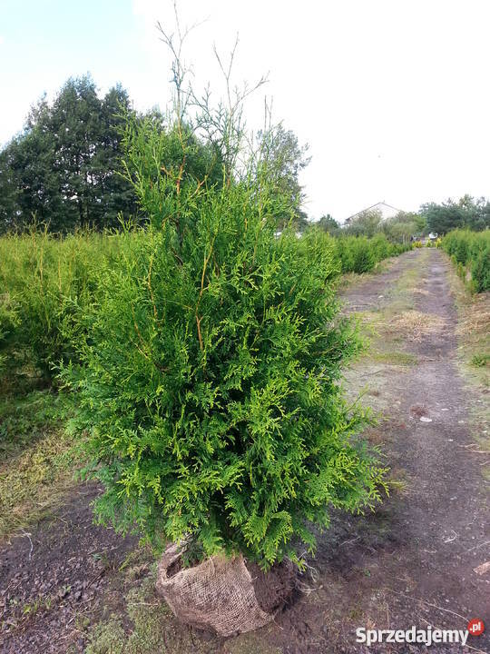 Thuja Brabant 140160 PRODUCENT łódzkie sprzedam