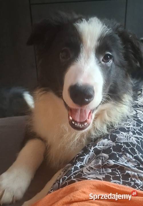 Piękny piesek border collie Łódź sprzedam