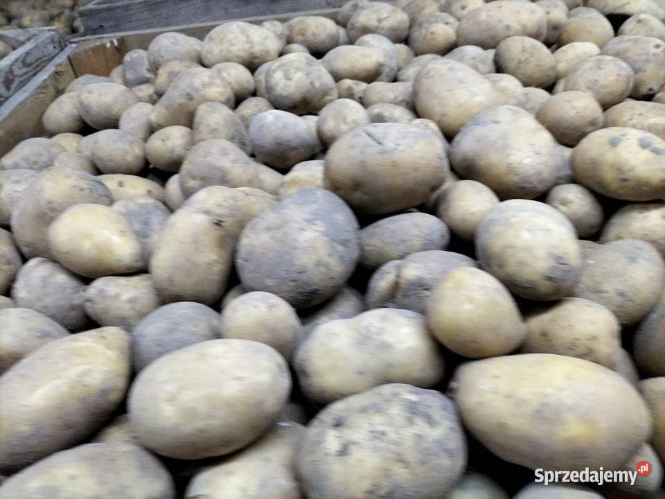 Ziemniaki Soraya Sędziszów