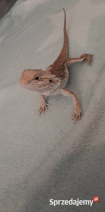 agama brodata Białystok sprzedam