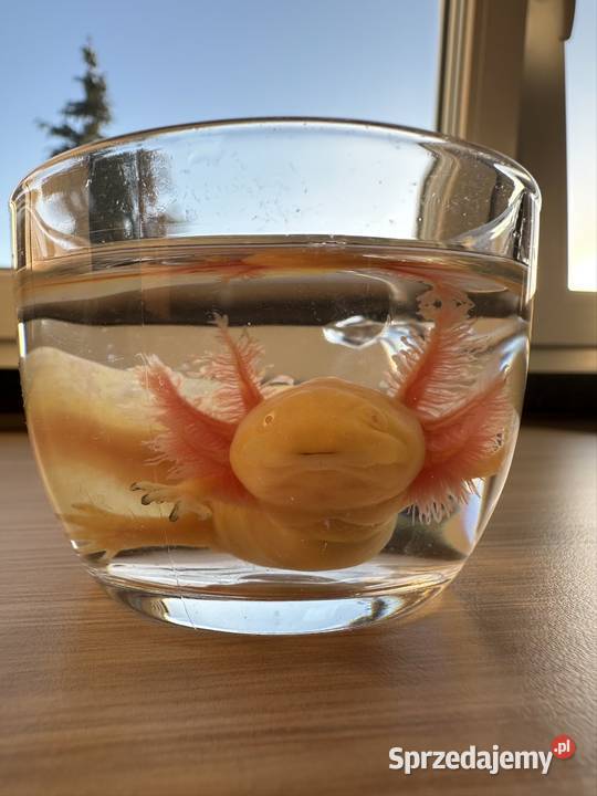 Axolotl Aksolotl Salamandra Meksykańska