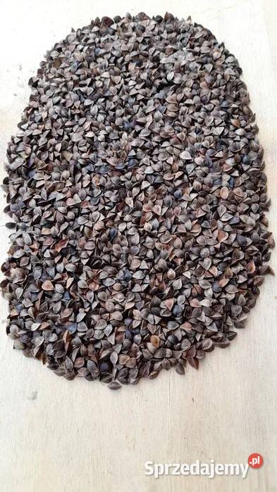 Gryka Tatarka Ekologiczna