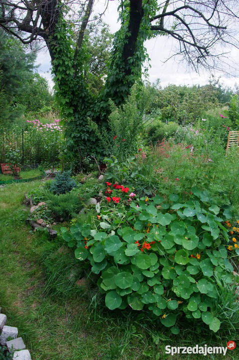 Sprzedam działkę ROD 350m2 Warszawa Nadwiśle