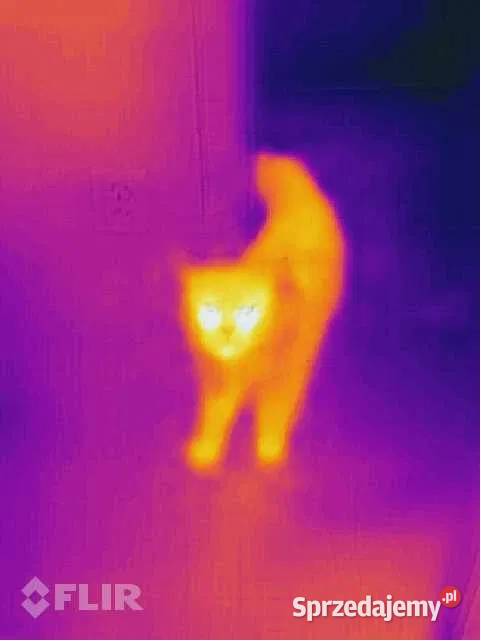 Wynajem CAT S60 Kamera termowizyjna Termowizja Pozostałe Bydgoszcz sprzedam