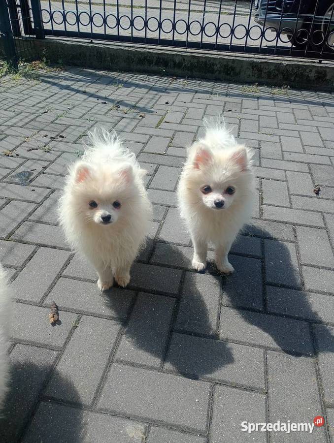 Szpic miniaturowy Pomeranian Łowicz