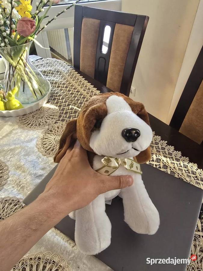 Maskotka piesek beagle podlaskie Łomża sprzedam