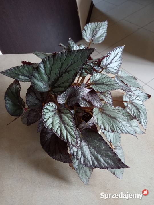Filodendron szczawik monstera i inne Zielone Białystok